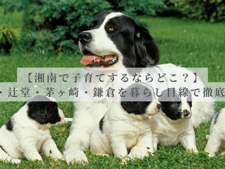 【湘南で子育てするならどこ？】藤沢・辻堂・茅ヶ崎・鎌倉を暮らし目線で徹底比較